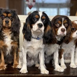 Bernese Mountain Dogs and Cavalier King Charles Spaniels from Kiss A Doodlez