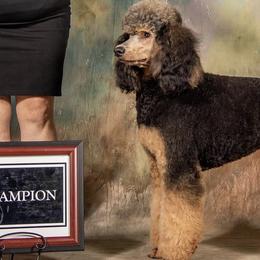 Poodles from Shieldwall Kennels