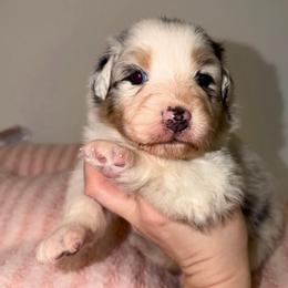 Fern - Blue merle female Australian Shepherd puppy in Anniston, Alabama from All Hale Aussies