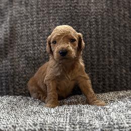 Boy 4 - male Goldendoodle puppy in Fayetteville, Arkansas from Mountain Grove Doodles