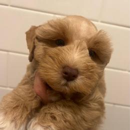 Colby - Wheaten male Miniature Schnauzer puppy in Grayson, Kentucky from Seventh Heaven Schnauzers