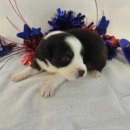 Boy 3 - Black tri-color male Australian Shepherd puppy in Lakeland, Florida from Diamond P Australian Shepherds