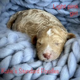 Poodle Puppies from Katie’s Standard Poodles