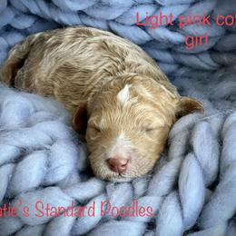 Poodle Puppies from Katie’s Standard Poodles