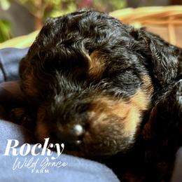 Poodles from Wild Grace Farm Pups