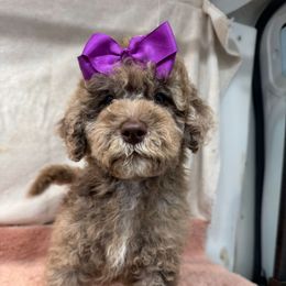 Esther - Merle female Goldendoodle puppy in Afton, Oklahoma from C5 Doodles