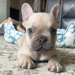 French Bulldog Puppies from Honey Bee Frenchies