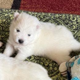 Zuki - White male American Eskimo Dog puppy in Redlands, California from Arctic Storm Kennels
