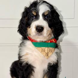 Bamboo - Tri-color male Bernedoodle puppy in Beecher, Illinois from Erica’s Doodles