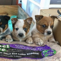 Australian Cattle Dog Puppies from Hudsons Australian Cattle Dogs