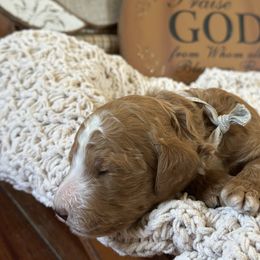 Regal - Red  male Poodle puppy in Dayton, Texas from Wolfe Island Poodles