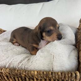 Dock - Sable male Dachshund puppy in Bremen, Georgia from Asapp’s Sweet and Spicy Dachshunds