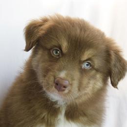Maggie - Red tri-color female Australian Shepherd puppy in Richmond, Texas from Big Zen Aussies