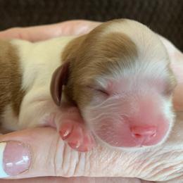 Cavalier King Charles Spaniels from Grifscamp Cavaliers