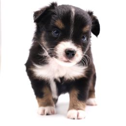 Small Toy Light Pink collar - Black tri female Toy Australian Shepherd puppy in Hamilton, Montana from Bitterroot Toy Aussies