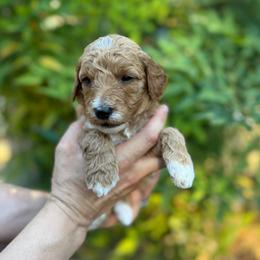 The Queen - Red  female Goldendoodle puppy in Stockton, California from Port City Doodles