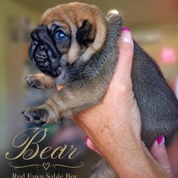 French Bulldog Puppies from Scherners Frenchie Frenz