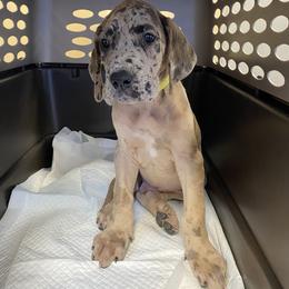 Great Dane Puppies from Starlight Danes