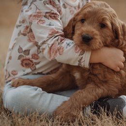 Goldendoodle Puppies from Abner Creek Doodles