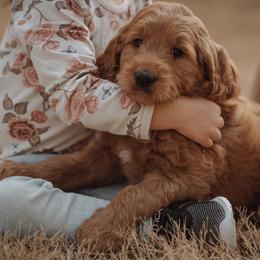 Goldendoodle Puppies from Abner Creek Doodles