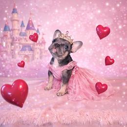 Blueberry Nog - Blue female French Bulldog puppy in New Castle, Delaware from Sasha’s Elite Kennel LLC