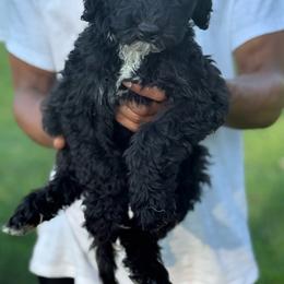 Rumi - Black and white female Sheepadoodle puppy in Warsaw, Virginia from Mojave Premier Kennels