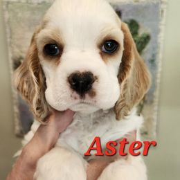 Aster - Red and white male Cocker Spaniel puppy in New Jersey from Pinecliff Cockers