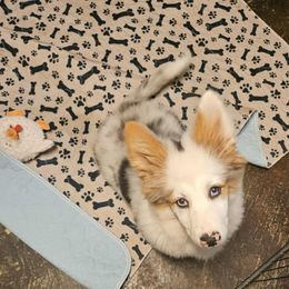 Ekko - Blue male Pembroke Welsh Corgi puppy in Norwood, Missouri from McGraw's Paws 🐾