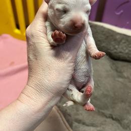 Girl 3 - Cream female Chihuahua puppy in Matensdale, Iowa from Tammy's Chihuahuas