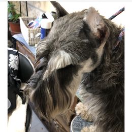 Mya - Miniature Schnauzer