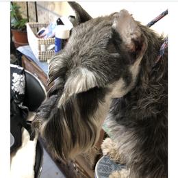 Mya - Miniature Schnauzer