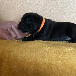 Orange - Brindle male Staffordshire Bull Terrier puppy in Lincoln, California from J Jax Staffords