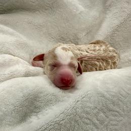 Pink Collar - Cream female Poodle puppy in Chino Valley, Arizona from Whiskey Row Royals