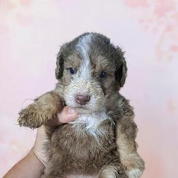Bonnie - Red female Bernedoodle puppy in Lafayette, Alabama from Williams Lake Kennels