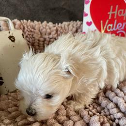 Chi - White male Morkie puppy in Taylorsville, North Carolina from Mountain Top Hot Tailz