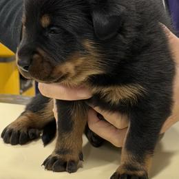 Gray collar - Black and rust male Beauceron puppy in Floyd’s Knobs, Indiana from Birdwing Beaucerons