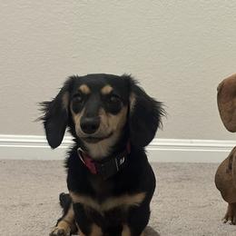 Dachshunds from B & D dachshunds