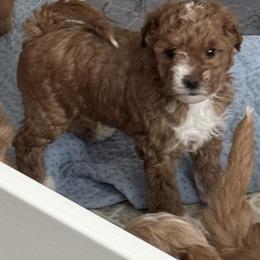 Noelle (Gray) - Red  female Goldendoodle puppy in Newaygo, Michigan from West Michigan Doodles and Poodles