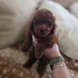 Copper - Red  male Poodle puppy in West Point, Mississippi from Golden Paws
