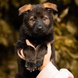 Vendetta - Sable female German Shepherd puppy in Salem, Ohio from von den Kilöff Working German Shepherds