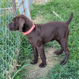 Girl 2 - German Shorthaired Pointer puppy in Ashville, Ohio from Joyce Shively