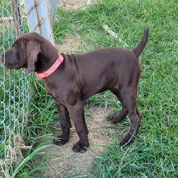 Girl 2 - German Shorthaired Pointer puppy in Ashville, Ohio from Joyce Shively