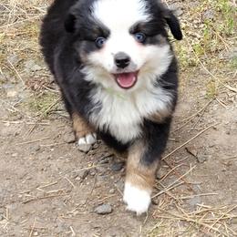 Cooper - Black tri male Miniature Australian Shepherd puppy in Deer Park, Washington from Rodeo Aussies