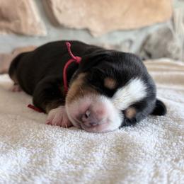 Red - Black, white and red male Greater Swiss Mountain Dog puppy in Everett, Pennsylvania from Sweet Stream Swissies