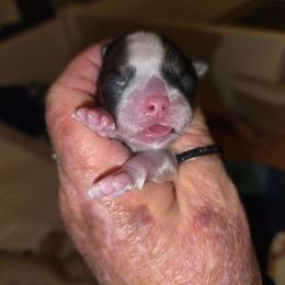 Naomi - Liver and white female Shih Tzu puppy in Cook County, Illinois from My Tzu Crew