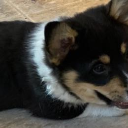 Australian Shepherds and Pembroke Welsh Corgis from Country Loyal K-9’s