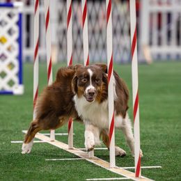 Australian Shepherds from Relic