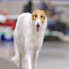 Lyra - Borzoi