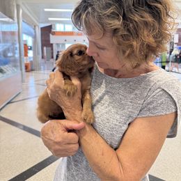 Cavalier King Charles Spaniel Puppies from Reynolds Farms Cavaliers