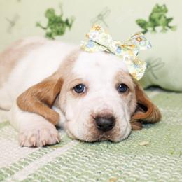 Basset Hound puppies from Rocking H